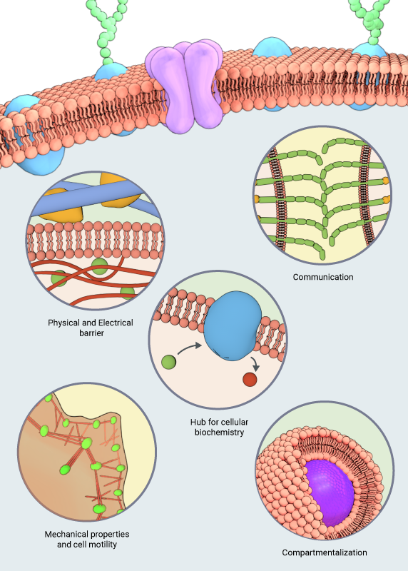 physiologicalfunctionsofmembranes3  